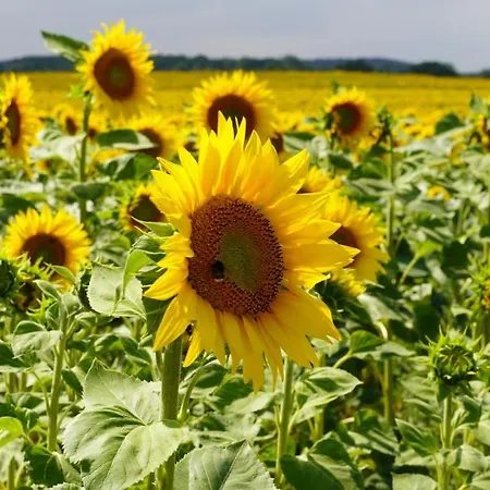 Am Krakower דירה