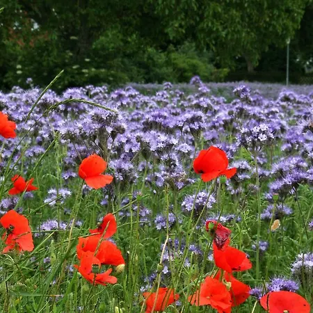 Am Krakower דירה