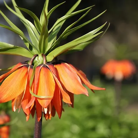 Am Krakower דירה Serrahn